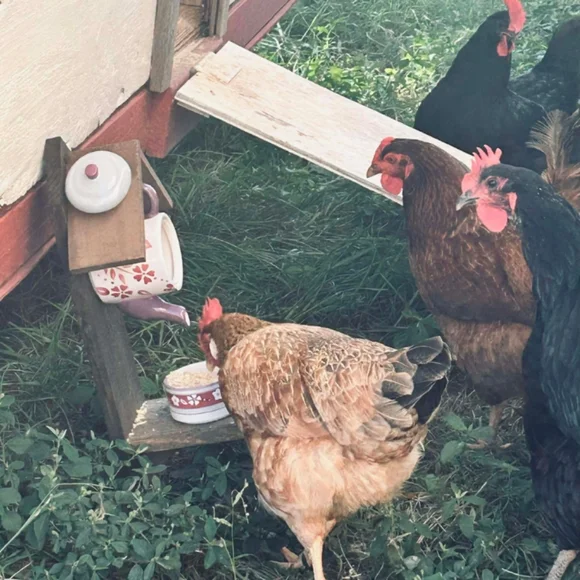 Rustic Wooden Handmade Bird Feeder Dog - Picture 14 of 16